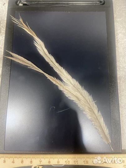 Перья страуса Эму