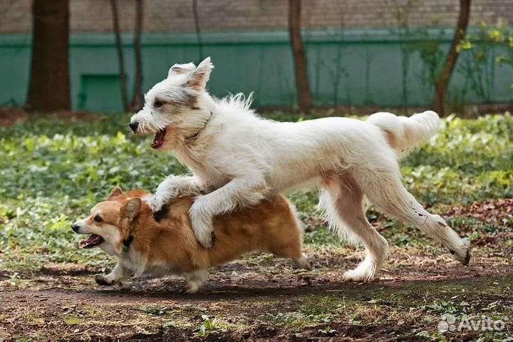 Шикарный пёс Бест ищет дом