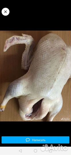 Утка домашняя мясо