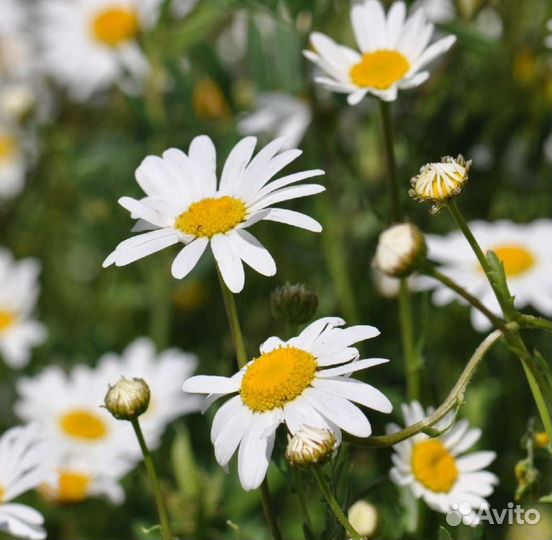 Цветы и овощи по 50: топинамбур, чабрец, ромашки