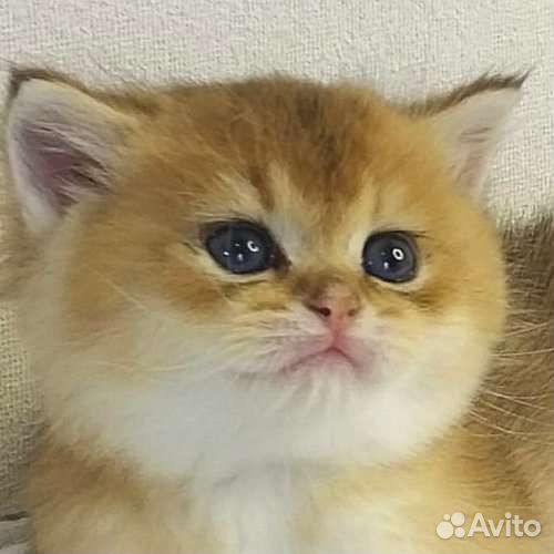 Британский котёнок