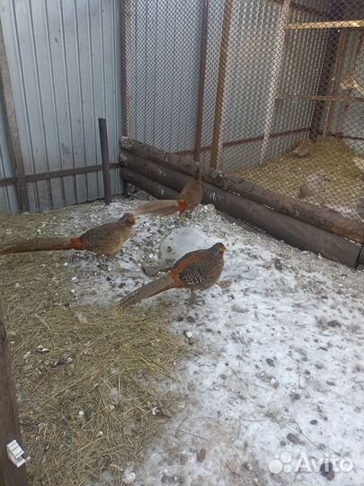 Синий ушастый, красный, лимонный фазан