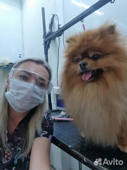 Стрижка собак груминг