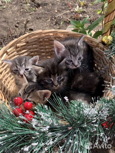 Котята в добрые руки 1 месяц