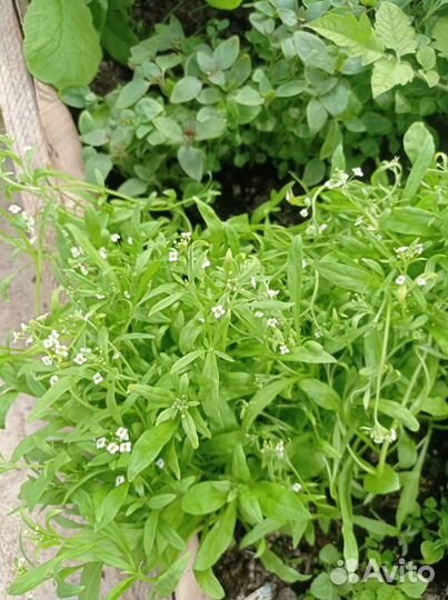 Рассада однолетников