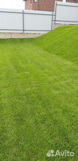 Рулонный газон
