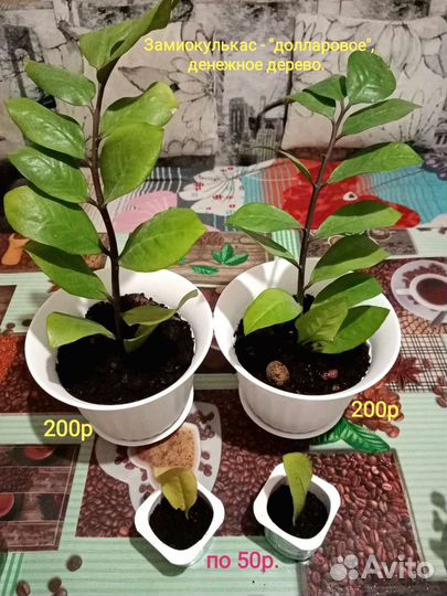 Домашние растения: аихризон, замиокулькас и прочие