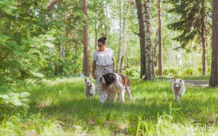 Воспитание и дрессировка собак, коррекция, передер