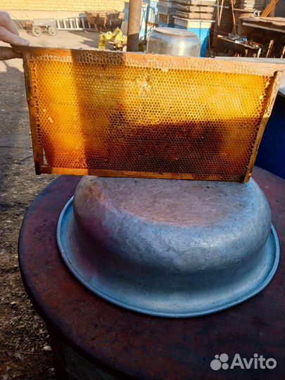 Суш рутовская