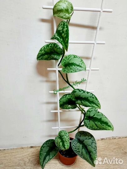 Сциндапсус Экзотика