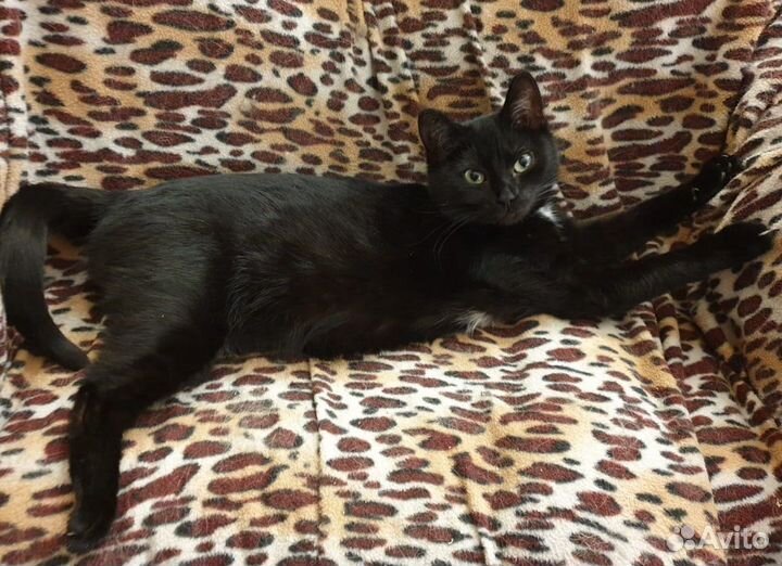 Эталонная кошка Наоми