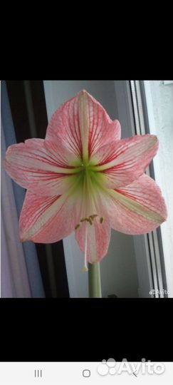 Гиппиаструм