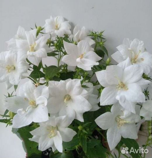 Кампанула жених и невеста