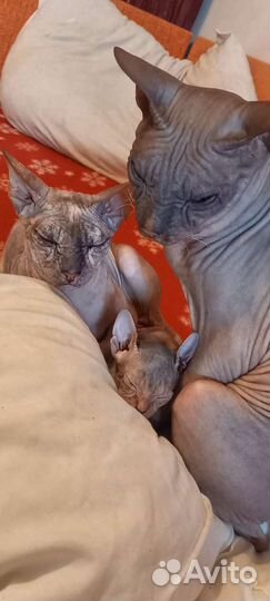 Кошка донской сфинкс