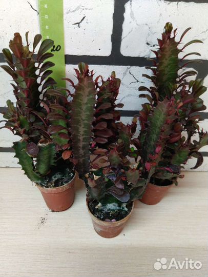 Молочай эуфорбия