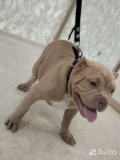 Американский булли