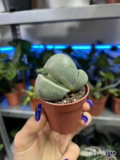 Плейоспилос Нелли,котиледон Вариегатный