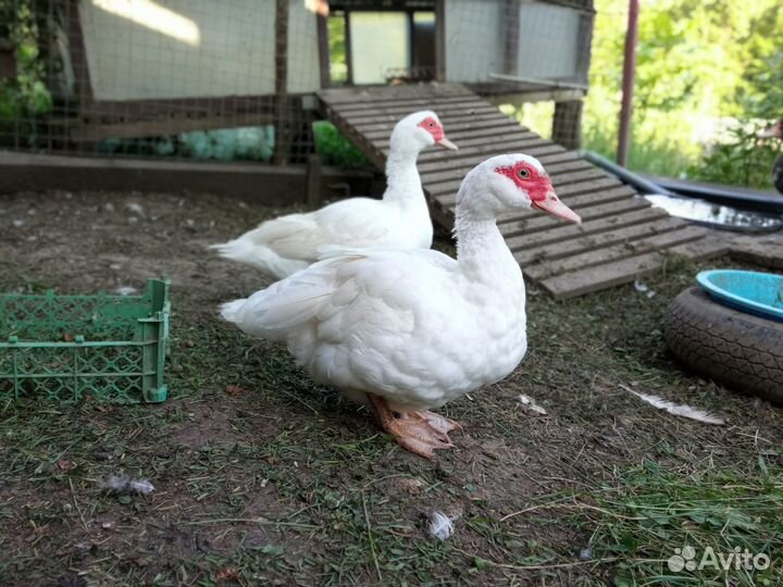 Домашняя птица - Утки и Петухи