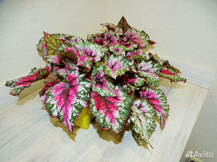Бегонии Rex декоративнолиственные