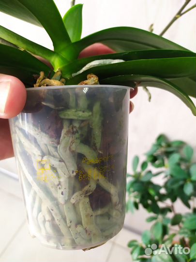 Фаленопсис Esme