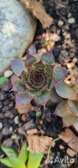 Каменная роза, молодило