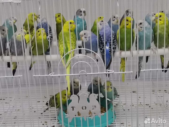 Попугай волнистый