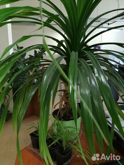 Пальма панданус