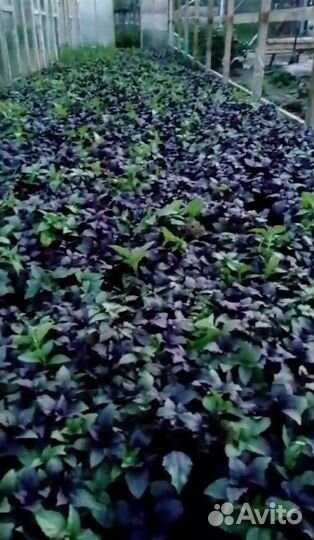 Базилик домашний