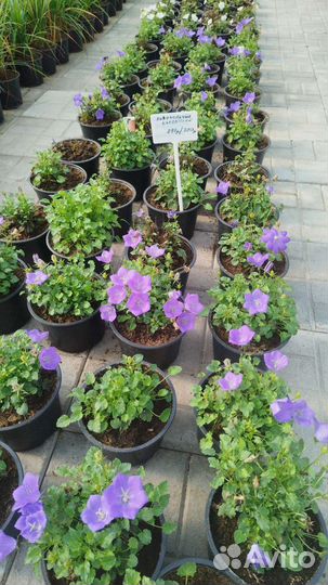 Многолетники для сада