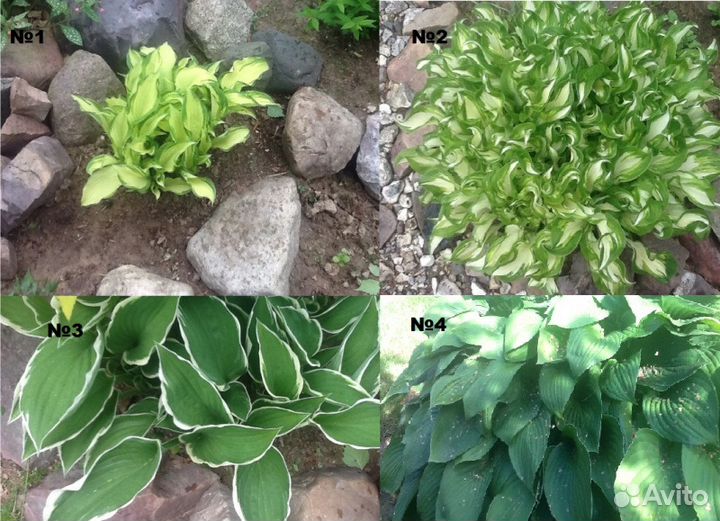 Хоста, бадан, гейхеры и другие многолетники