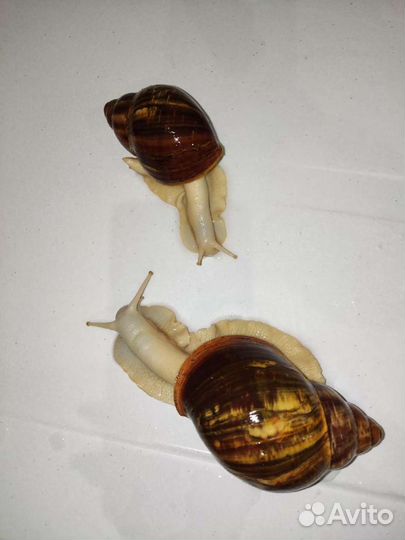 Улитки архахатины