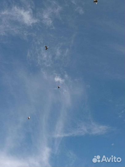 Бакинские голуби