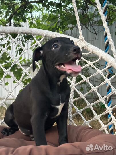 Щенки питбультерьера