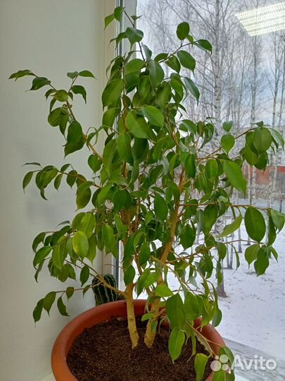 Фикус бенджамина большой