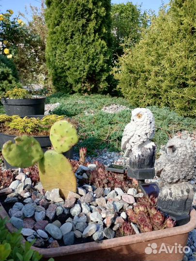 Морозостойкий садовый уличный кактус,Опунция