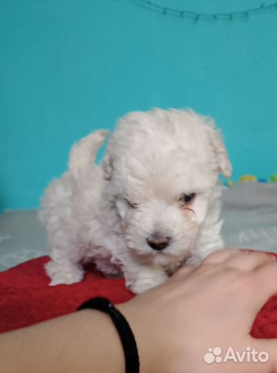 Мальтипу малыш