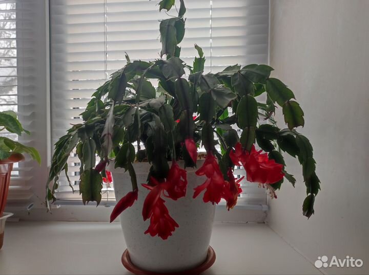 Декабрист шлюмбергера сортовые