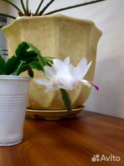 Комнатные растения