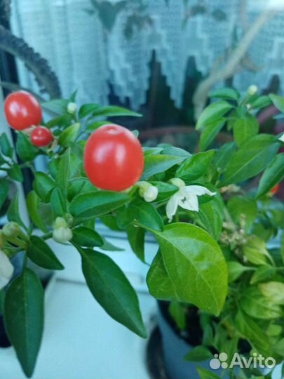 Перец острый