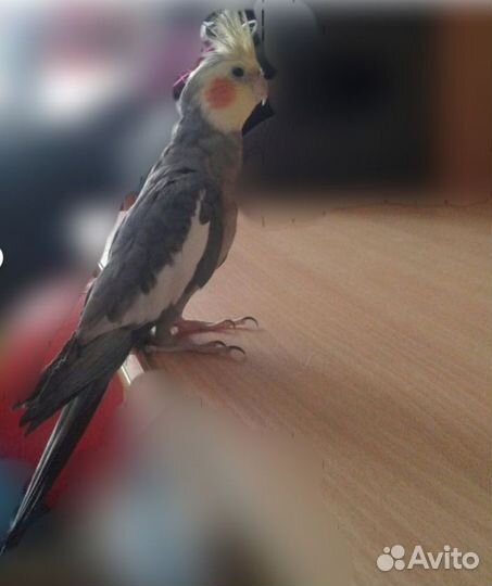 Попугай корелла с клеткой