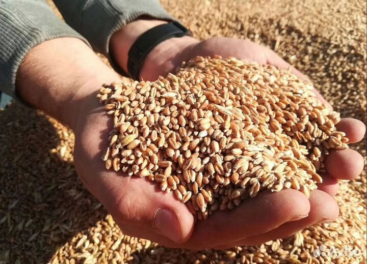 Пшеница озимая, Фасоль корма