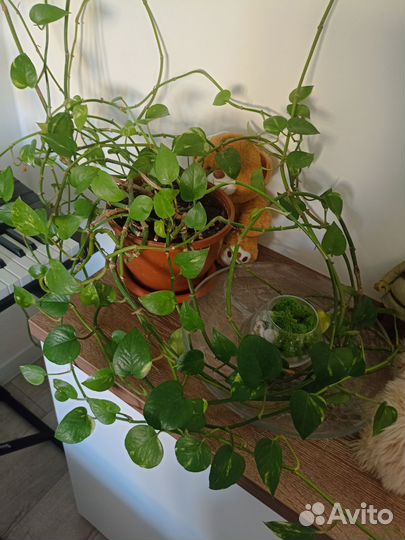 Сциндапсус эпипремнум