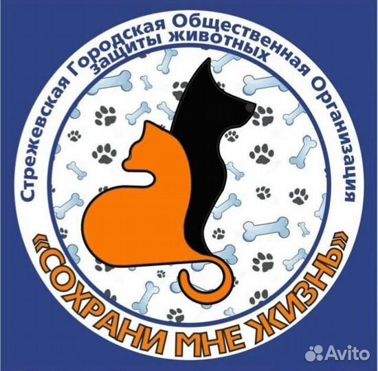 Работник в приюте для собак