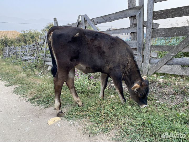 Бычки и телочка