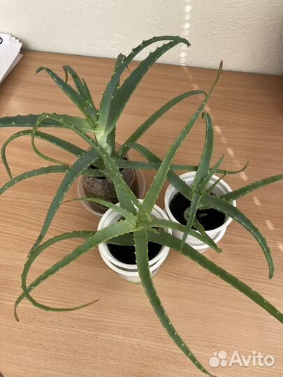 Алоэ лекарственное