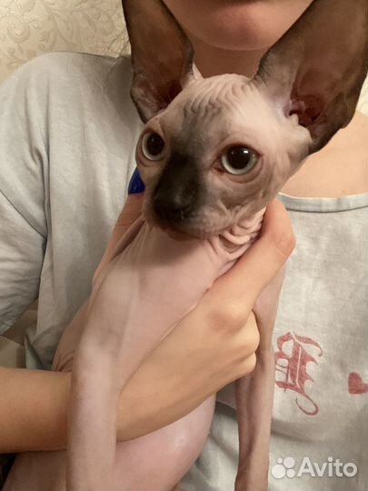 Канадский сфинкс котенок