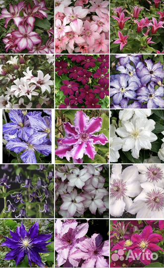 Корни клематисов Голландия