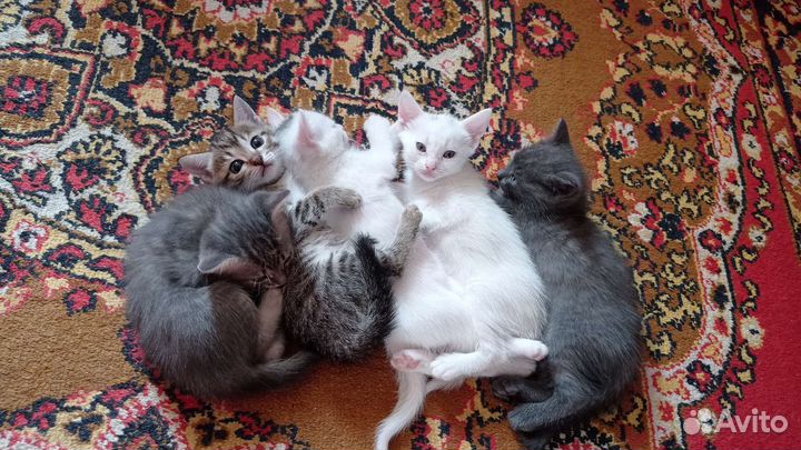 Кошка