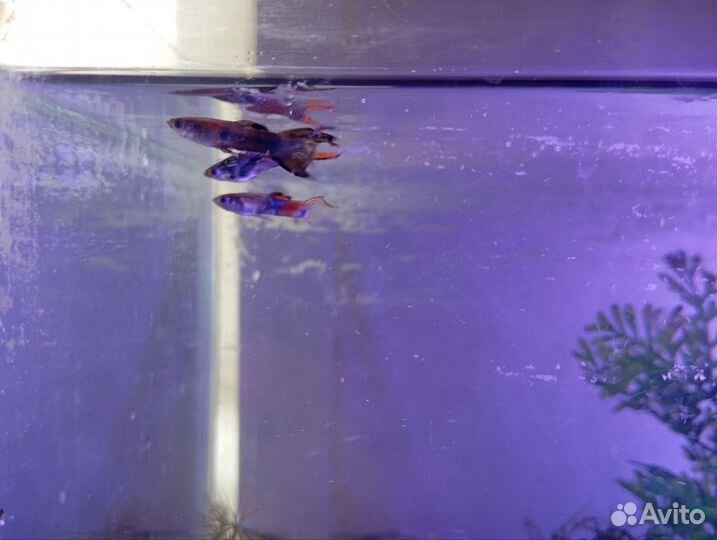 Аквариум с рыбками и со всем необходимым