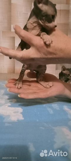 Котята Канадский сфинкс